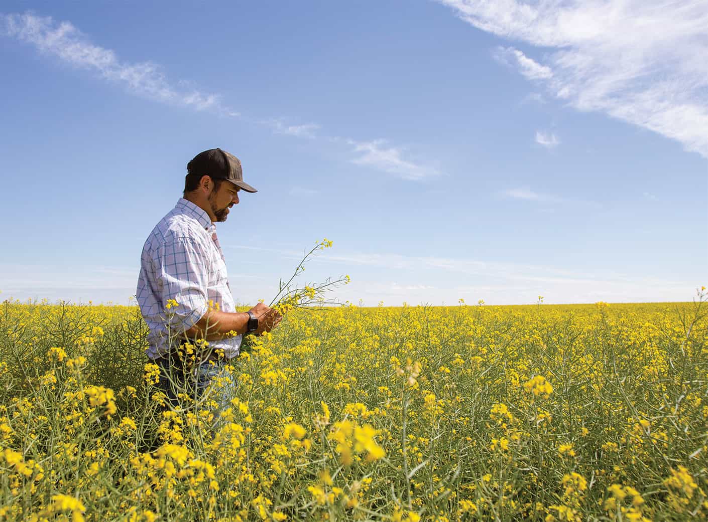 Farmer checking his canola in field