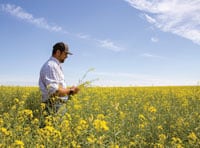 Farmer checking his canola in field